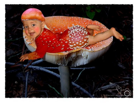 Fly Agaric