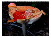 Fly Agaric